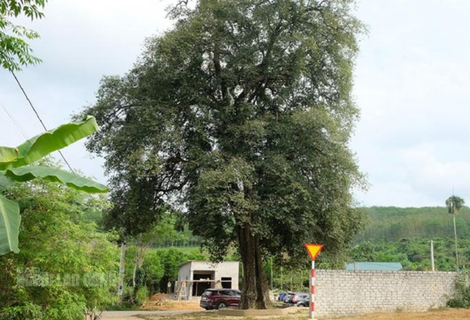 Cây 300 năm tuổi ở Thanh Hóa được công nhận là cây di sản Việt Nam - 1
