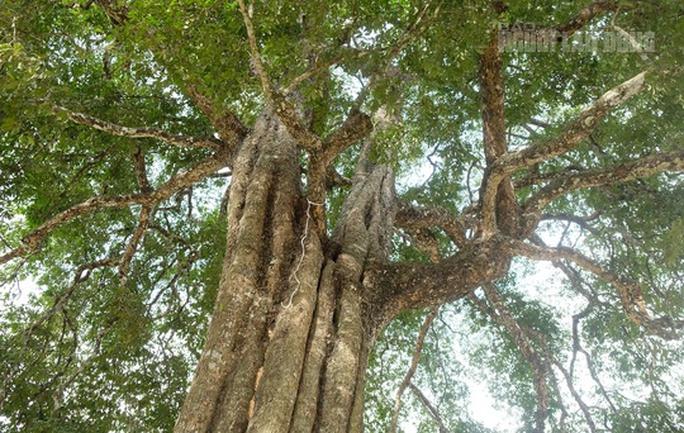 Trải qua hàng trăm năm, cây thị vẫn phát triển xanh tốt, ra hoa kết trái hàng năm