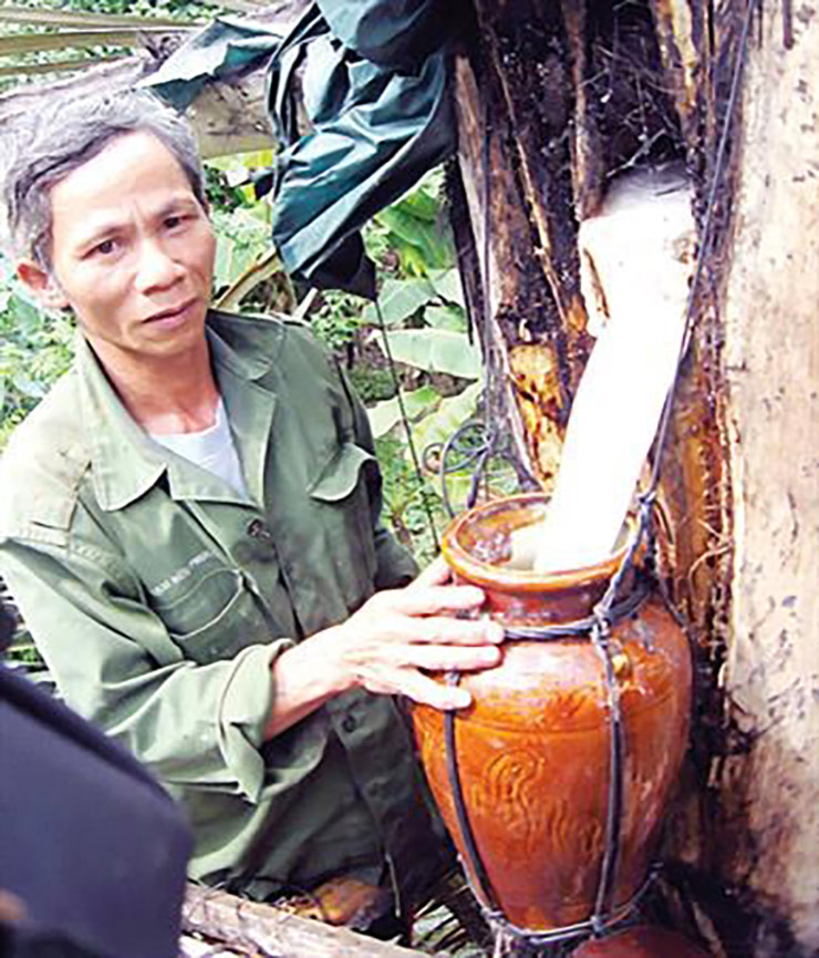 Với mỗi cây Đóak trưởng thành có thể thu được tới 5 lít rượu, mang bán ra thị trường sẽ thu được mức giá khoảng 15.000 đồng/lít.
