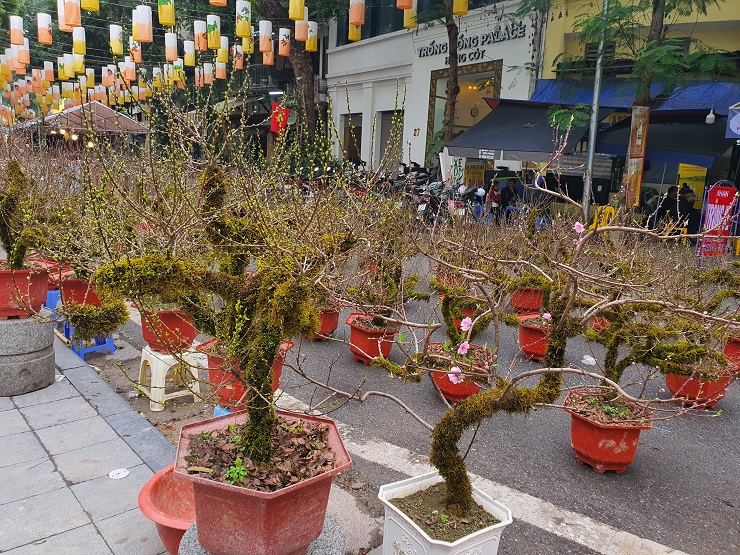 Hàng chục chậu hoa nhất chi mai và đào phai cũng được bày bán.