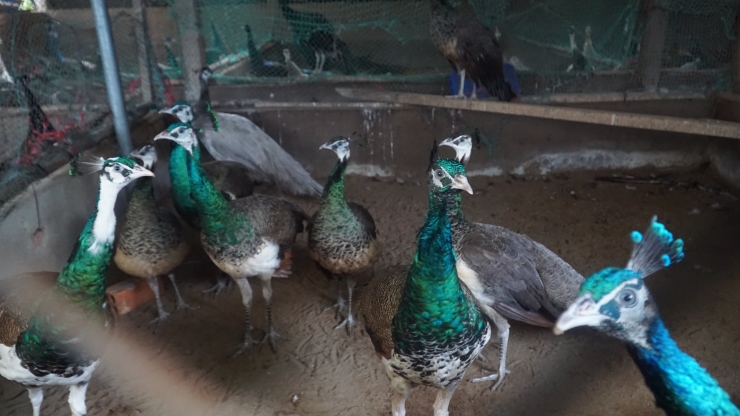 Tien Giang man earns nearly half a billion per year by raising noble birds - 2