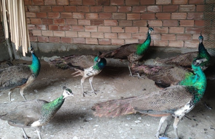 Tien Giang man earns nearly half a billion/year profit by raising noble birds - 4