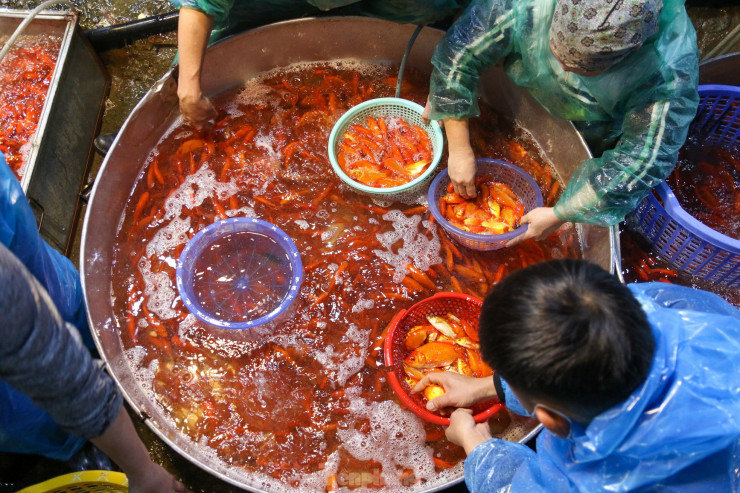 1 ngày trước lễ cúng ông Công - ông Táo, hàng trăm tiểu thương tất bật cho việc chăm sóc và vận chuyển cá chép phục vụ nhu cầu của người dân Hà Nội.