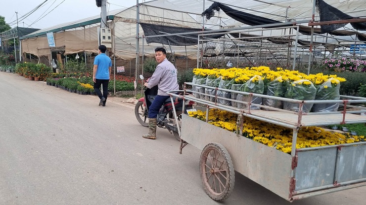 Nhiều hoa đẹp,&nbsp;dù cận Tết nhưng&nbsp;lượng khách đến mua hoa vẫn chưa đông bằng mọi năm