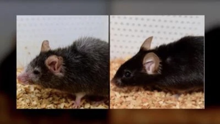 Các nhà nghiên cứu ở Mỹ đã đảo ngước thành công lão hóa ở chuột.