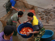 Thị trường - Tiêu dùng - Làng nuôi “phương tiện” tiễn ông Công ông Táo rộn ràng mua bán, thu hàng tỷ đồng/vụ