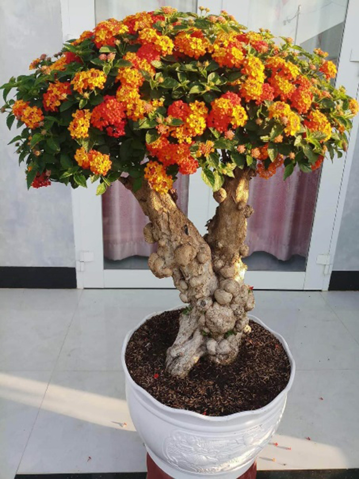Nhiều người đã kinh doanh chậu hoa ngũ sắc thu về tiền triệu, thậm chí có nhiều gốc bonsai đẹp mắt có giá vài chục triệu đồng.
