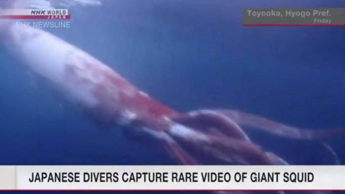 Video hiếm về loài mực khổng lồ bơi gần bờ biển Nhật Bản - hình ảnh 1