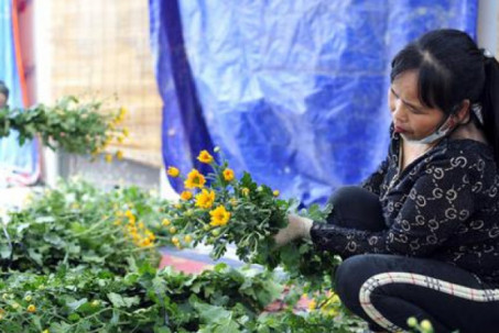 Hoa nở “lệch múi giờ”, nông dân Hà Nội thu hoạch sớm để bảo quản nhà lạnh, chờ phục vụ người chơi đúng dịp Tết