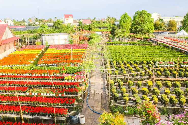 Các vườn trồng chủ yếu là hoa cúc các loại, hoa hồng các loại, mai, cát tường, vạn thọ, hạnh, lan…