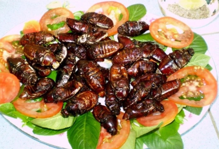 Giờ đây, bọ rầy được chế biến thành món đặc sản nổi tiếng ở An Giang, đặc biệt là bọ rầy chiên giòn
