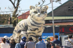 Cận cảnh linh vật mèo “hoàng hậu” khiến dân đội nắng chờ xem ở Quảng Trị