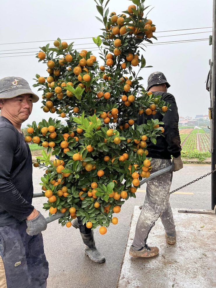 Những cây quất giá dưới 1 triệu đồng được nhiều người quan tâm