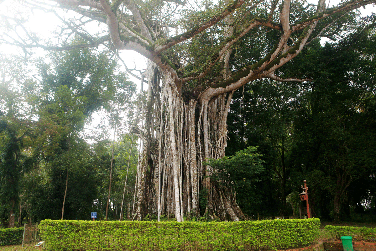 “Nhiều du khách, nhà thơ về đây ngắm cây đã làm một số bài thơ về cây đa – thị và họ nhận định đây là một trong những cây đa đẹp nhất Việt Nam”, ông Sỹ chia sẻ.