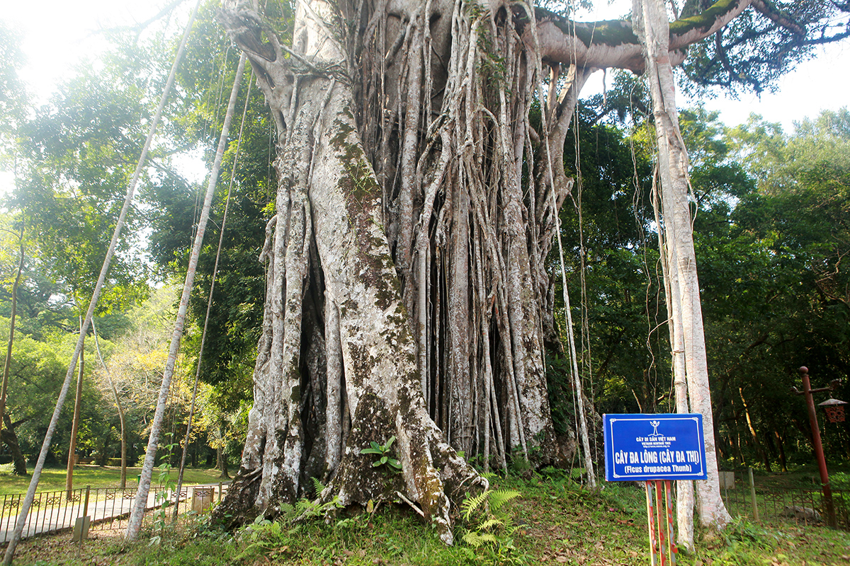 Nhưng hiện tại du khách đến Lam Kinh không thể nhìn thấy cây thị đâu vì năm 2007, cây thị có dấu hiệu héo úa và chết vào cuối năm đó. Nguyên nhân chết do cây đa ôm chặt quá, hút hết chất dinh dưỡng của cây thị, giờ chỉ còn mỗi cây đa sống một mình nơi đây, ông Sỹ cho hay.