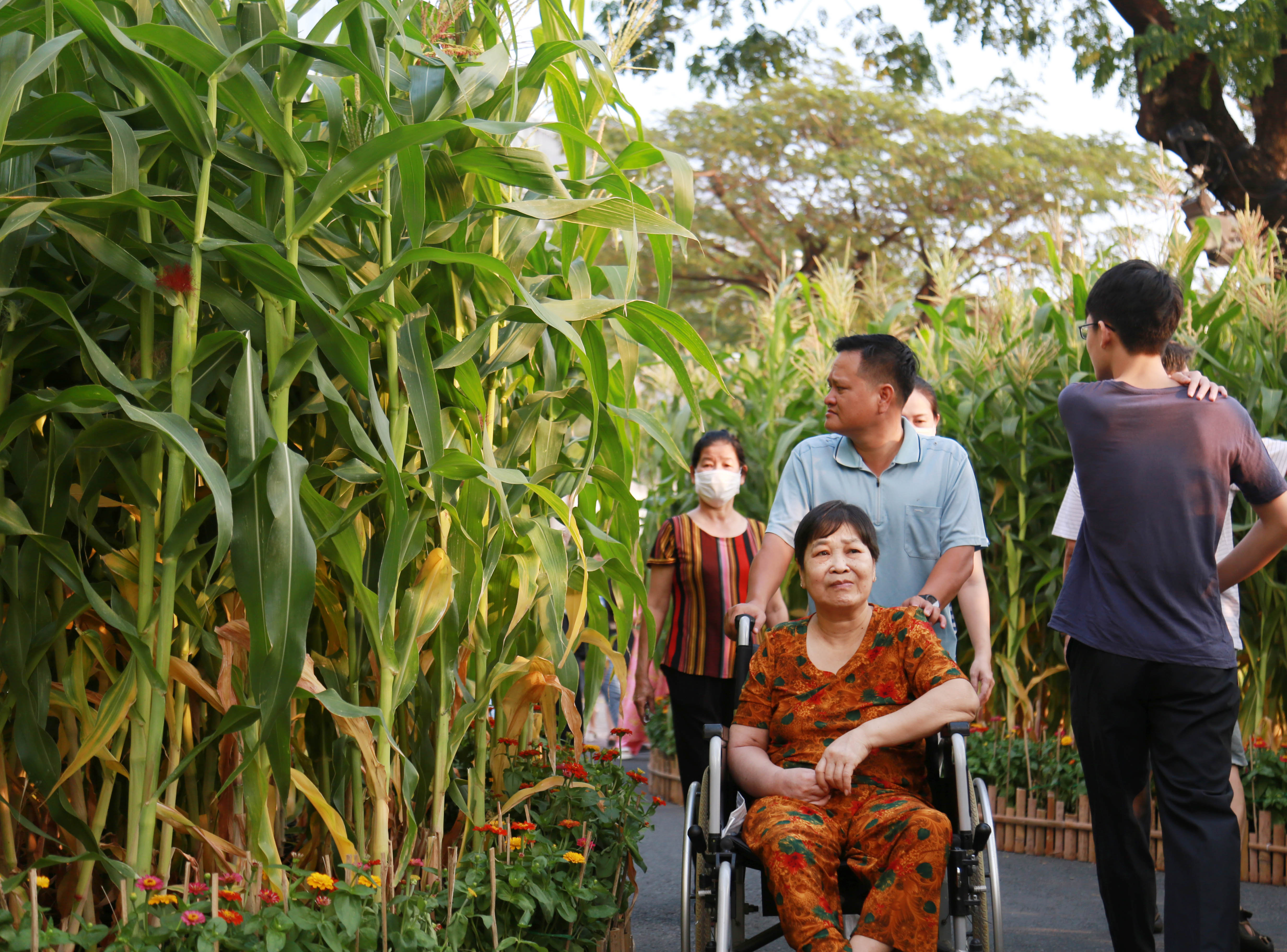 Tiểu cảnh Đại Trù Phú – cánh đồng ngô trĩu hạt đang vào mùa thu hoạch, như một lời chúc gặt hái nhiều thành công trong năm mới đến khách du xuân.