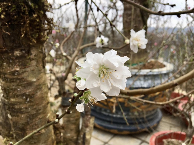 Chợ hoa xuân Quý Mão 2023 thành phố Lào Cai xuất hiện duy nhất cây bạch đào quý hiếm đưa từ vùng núi cao Bắc Hà xuống.