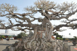Chiêm ngưỡng cây sanh cổ 125 năm tuổi được định giá khoảng 10 tỷ đồng