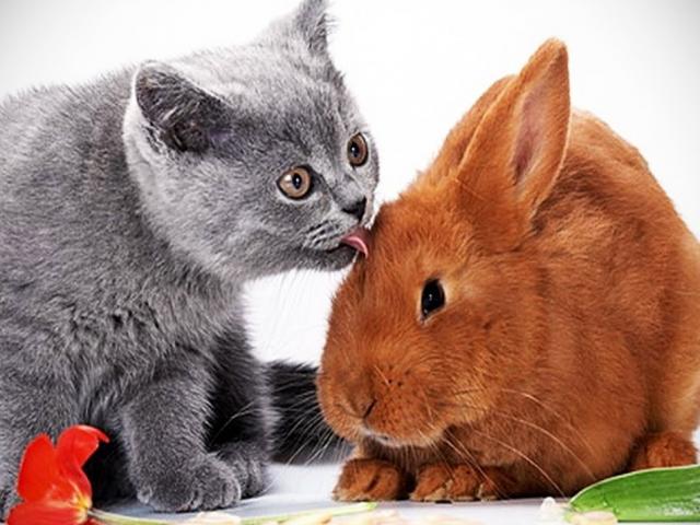Vì sao năm Mão của Việt Nam là mèo còn Trung Quốc lại là thỏ?