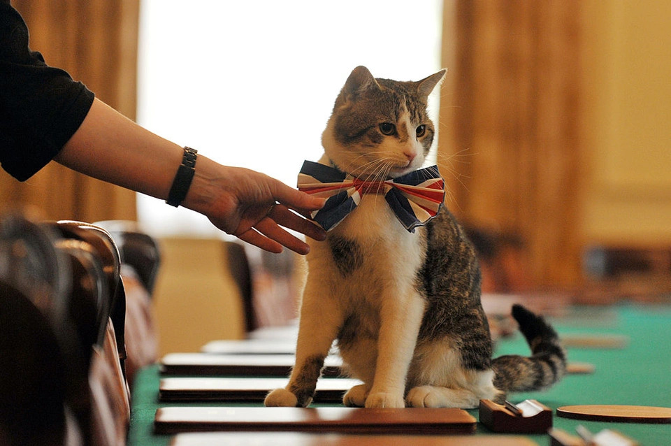 Mèo Larry sống trong Văn phòng Thủ tướng Anh (ảnh: Sky News)