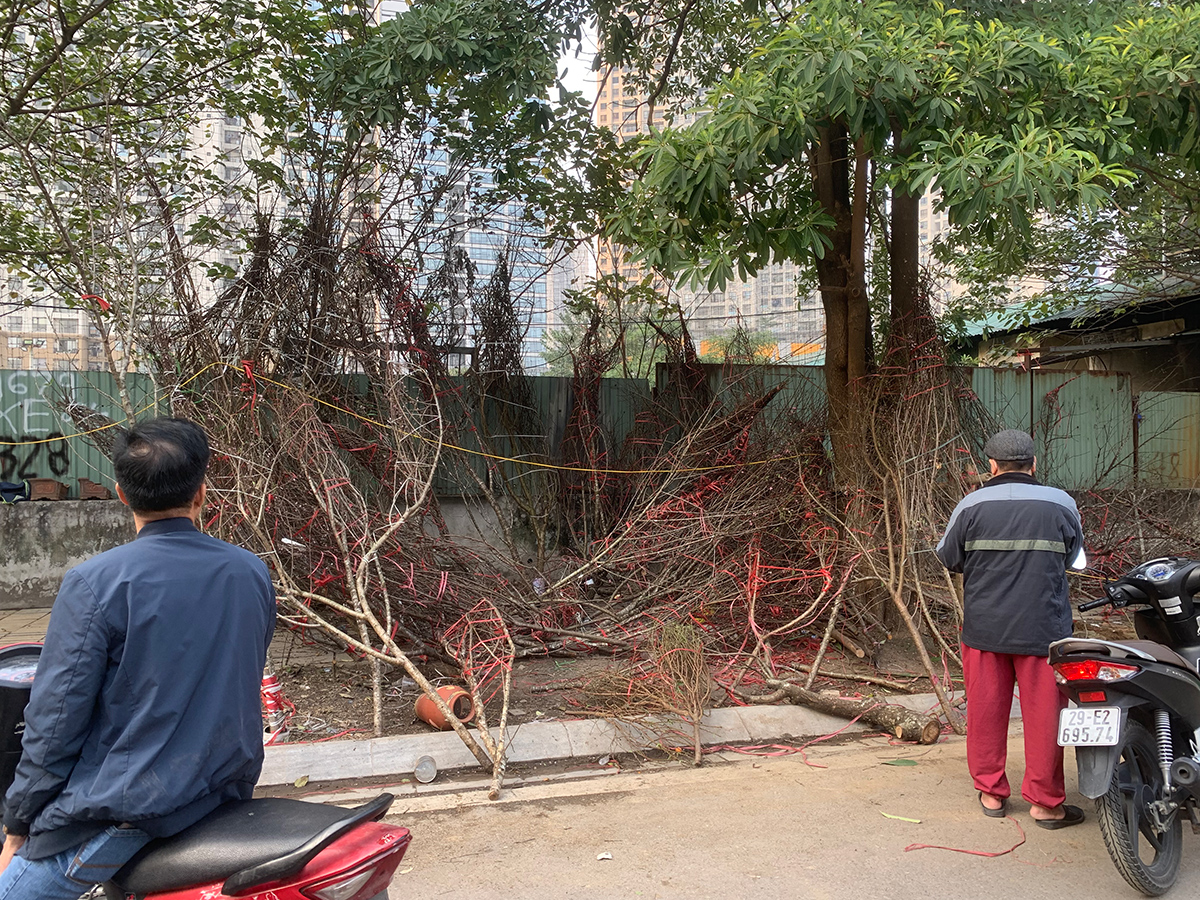 Ảnh: Hàng trăm cành đào rừng bị bỏ trên hè phố Hà Nội chiều 30 Tết, tiểu thương “bỏ của chạy lấy người” - 6