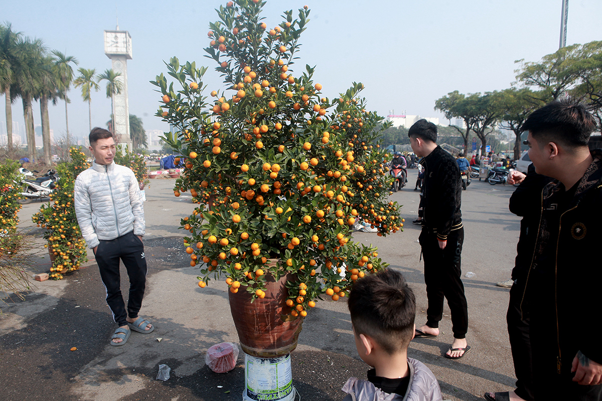 Những điểm bán quất bày tràn lan, còn rất nhiều, giá cũng giảm một nửa so với ngày thường nhưng khách hỏi mua ít. Người bán chỉ mong thu lại hồi vốn bỏ ra