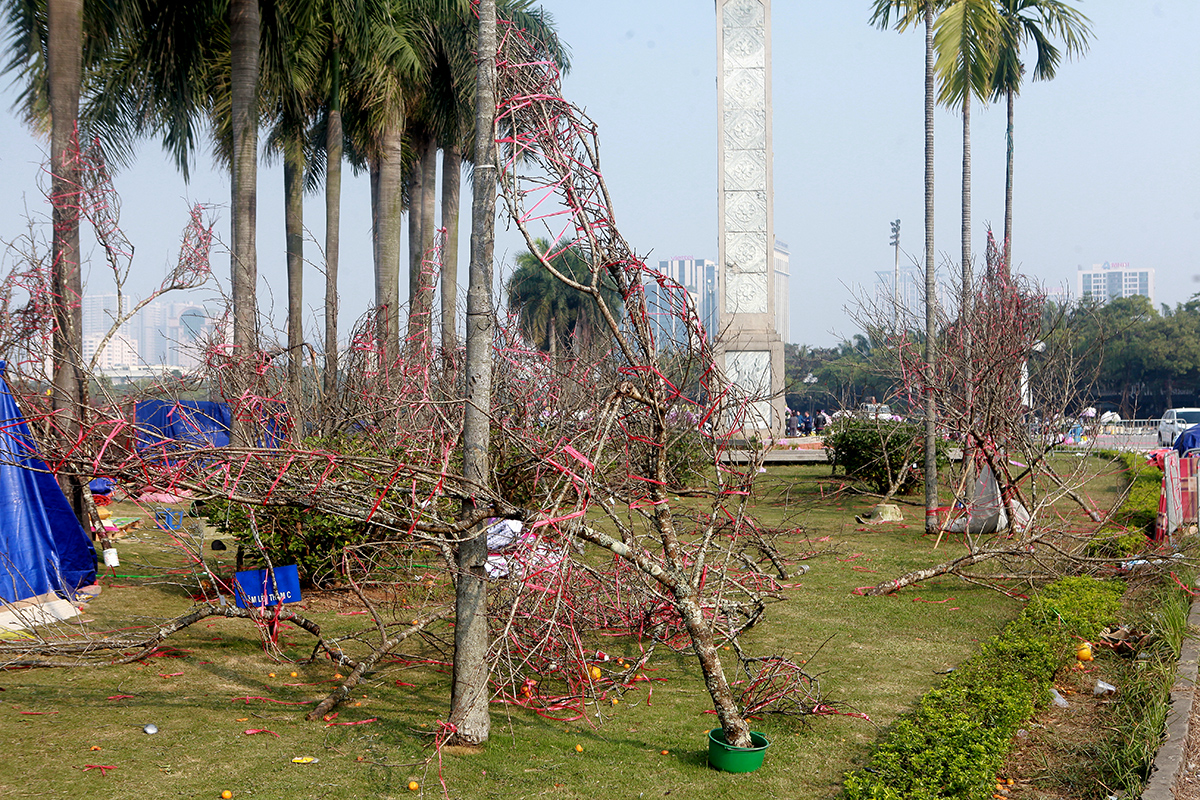 Những gốc đào cổ thụ bị bỏ lại ven đường