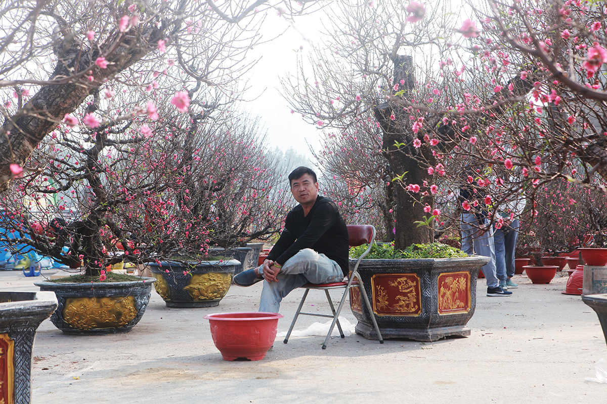 Ngồi thẫn thờ dưới những gốc đào cổ thụ, anh Nguyễn Văn Quang, một nhà vườn ở Hoài Đức (Hà Nội) cho biết, mang mấy chục gốc đào ra đây bán nửa tháng nay mà chỉ bán được mấy cây “kinh tế năm nay khó khăn do ảnh hưởng của dịch nên người dân thắt chặt chi tiêu. Những cây đào lớn thường phục vụ cho người giàu chơi Tết nhưng năm nay vắng bóng người giàu đến mua hay thuê về chơi Tết”.