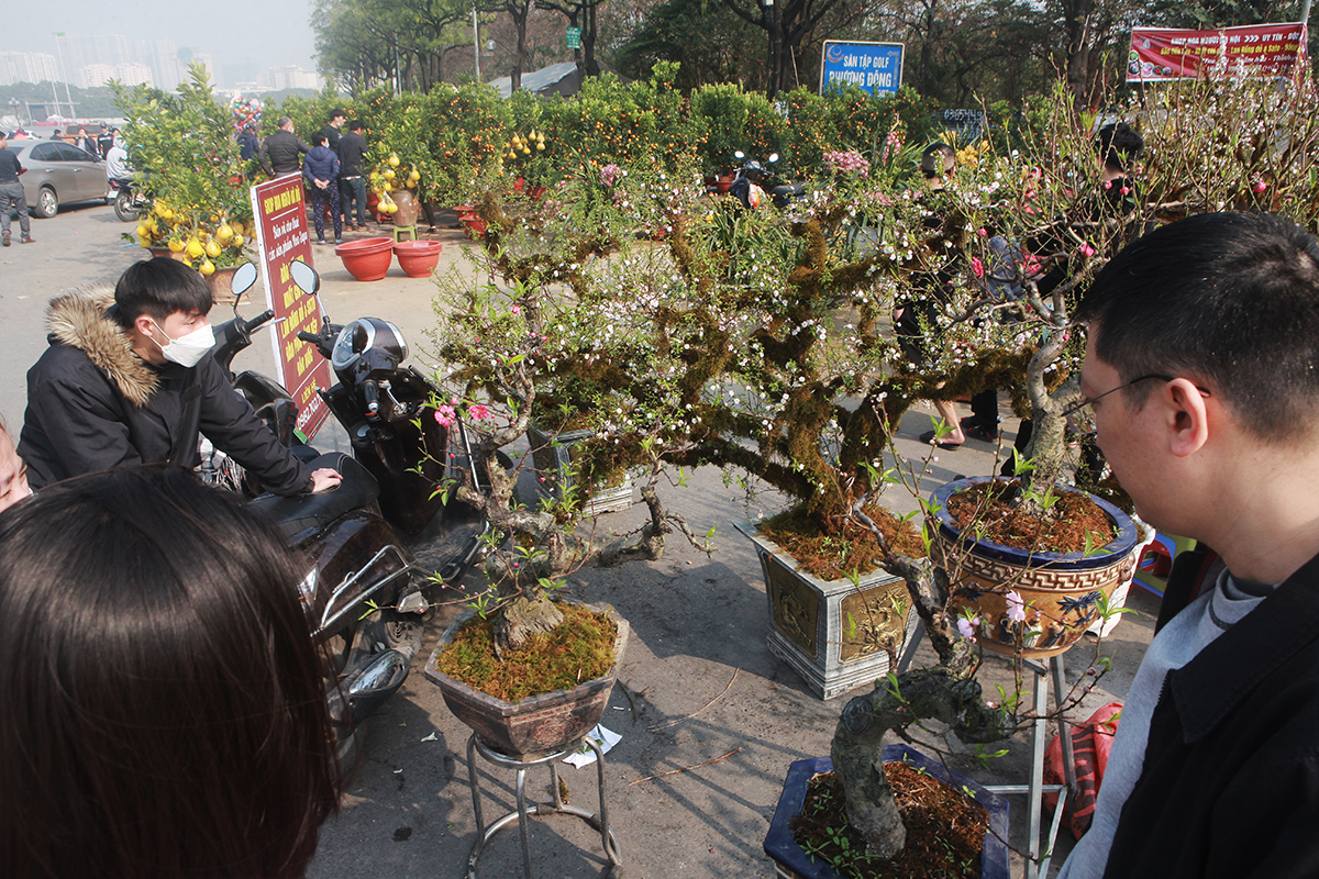 Những cây mai rêu phong có giá khá đắt hầu như không có khách hỏi mua.