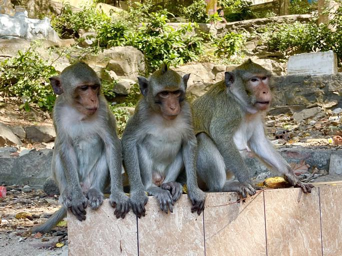 Hình ảnh hàng trăm con khỉ nương náu cửa chùa ở Vũng Tàu - hình ảnh 4