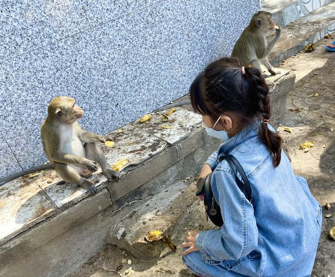 Hình ảnh hàng trăm con khỉ nương náu cửa chùa ở Vũng Tàu - hình ảnh 6