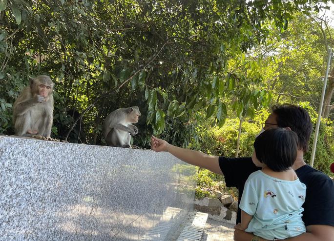 Hình ảnh hàng trăm con khỉ nương náu cửa chùa ở Vũng Tàu - hình ảnh 7