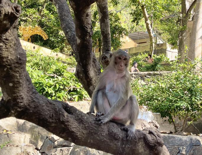 Hình ảnh hàng trăm con khỉ nương náu cửa chùa ở Vũng Tàu - hình ảnh 10