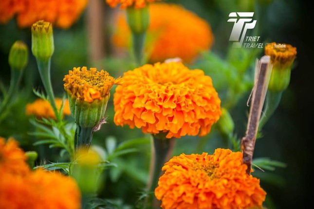 Ghé thăm &#34;thủ phủ hoa&#34; miền Tây dịp Tết Quý Mão: Làng hoa Sa Đéc rực rỡ đón du khách - hình ảnh 3