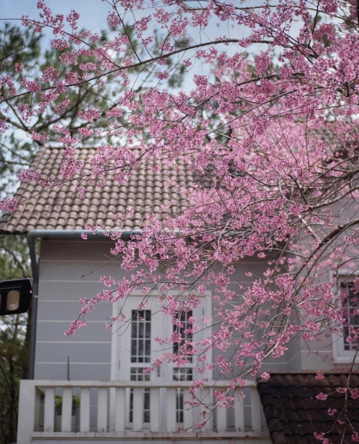 Hoa được quy hoạch, bố trí trồng trên các tuyến đường chính ở thị trấn Măng Đen. Ảnh Homestay Măng Đen