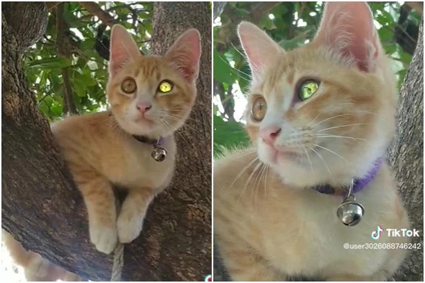Con mèo có một bên mắt sáng lấp lánh, được đồn thổi là “mắt kim cương” (ảnh: Straits Times)