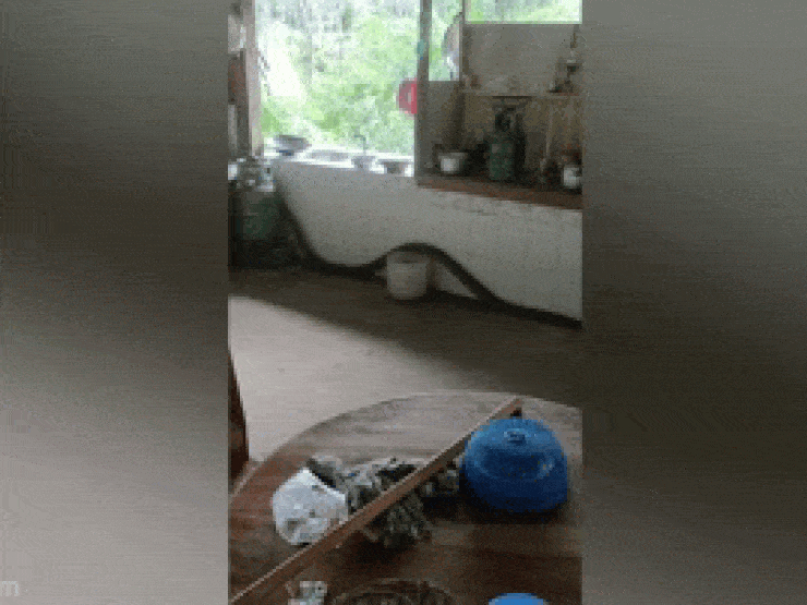 Clip: Bất ngờ phát hiện rắn hổ mang chúa dài 4m trong nhà bếp