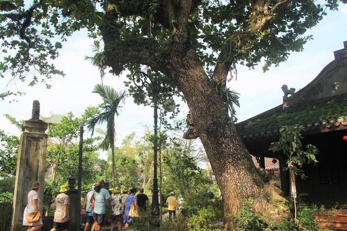 Ngày nay, giá trị của hai cây bàng không chỉ là tạo bóng mát, sự uy nghi cho ngôi chùa. Nó còn là minh chứng về thời gian và cả thêm câu chuyện kỳ thú, đẫm màu dã sử xung quanh sự ra đời của nó