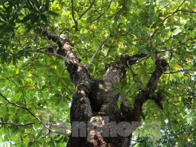 Kỳ lạ, bàng cổ thụ vài trăm tuổi rỗng ruột vẫn xanh tươi