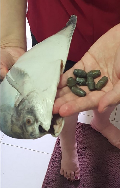 Con cá và những viên chì được tìm thấy bên trong nó. Ảnh: Shin Min Daily News.