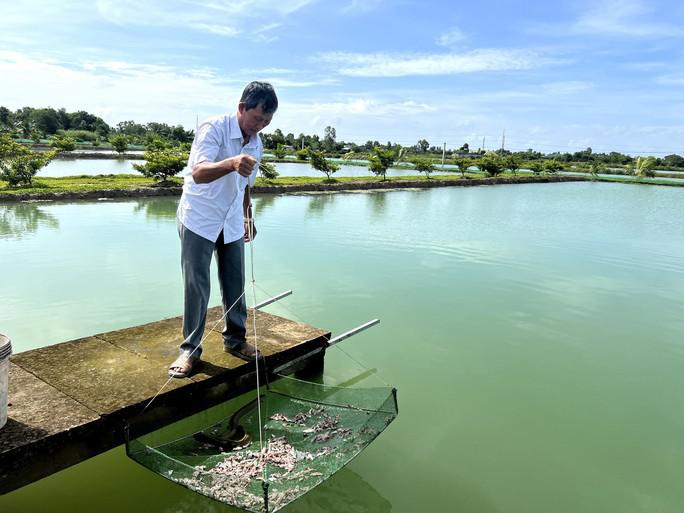 Ông Ánh cho ăn và kiểm tra sức khỏe đàn cá chình