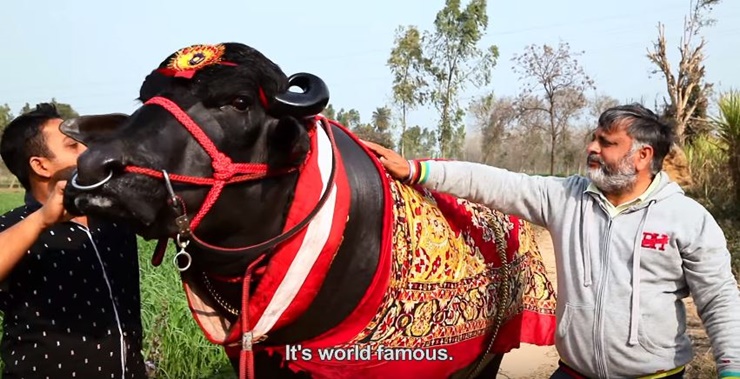 Chú trâu Yuvraj đưa về cho chủ nhân của nó hơn 120.000 USD/năm nhờ cung cấp tinh trùng cho các chủ trang trại. 
