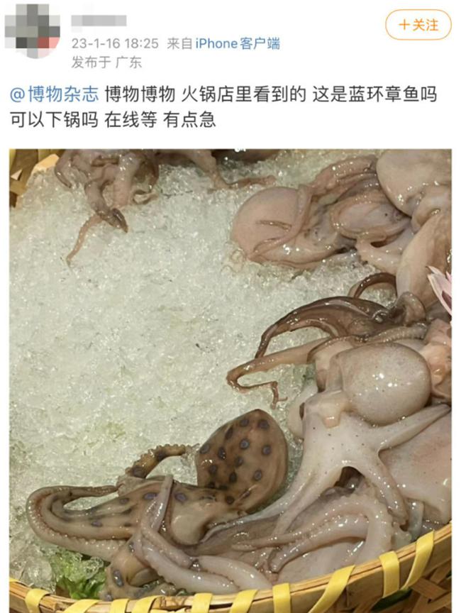 Người đàn ông bày tỏ sự nghi ngại về con bạch tuộc lạ nên đăng bài hỏi cộng đồng mạng. Ảnh: SCMP