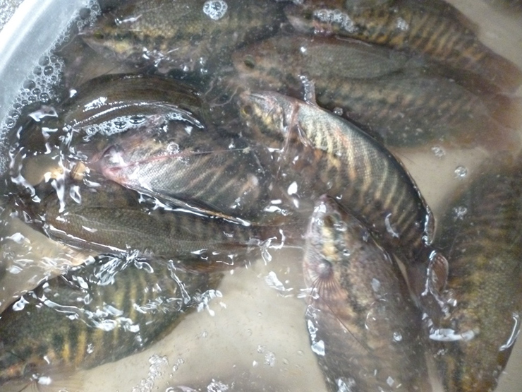 Cá bổi còn có tên gọi khác là cá sặc rằn, có nhiều ở vùng rừng tràm U Minh Hạ và các huyện thuộc vùng ngọt hóa của tỉnh Cà Mau
