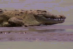 Bí ẩn cá sấu Nile, “ăn thịt hơn 300 người”