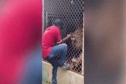 Video: Thò tay vào chuồng sư tử, nhân viên vườn thú nhận kết cục nhớ đời