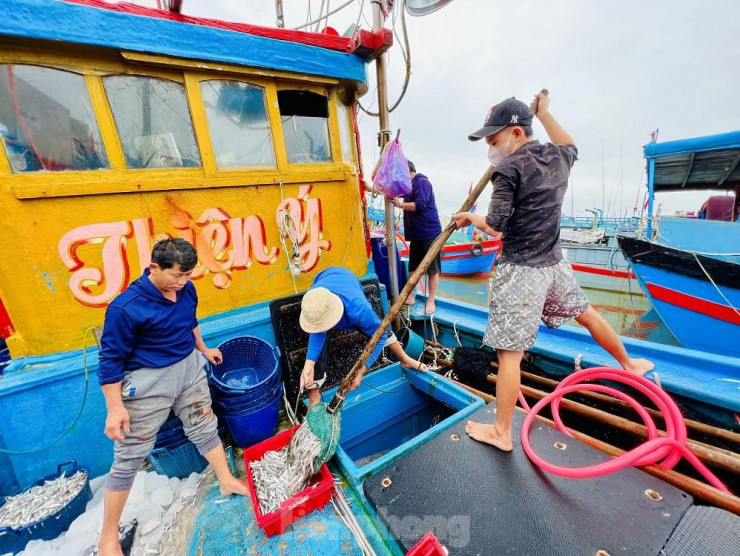 Một đêm ra khơi ngư dân Quảng Ngãi sắm được... 1 chỉ vàng - 6