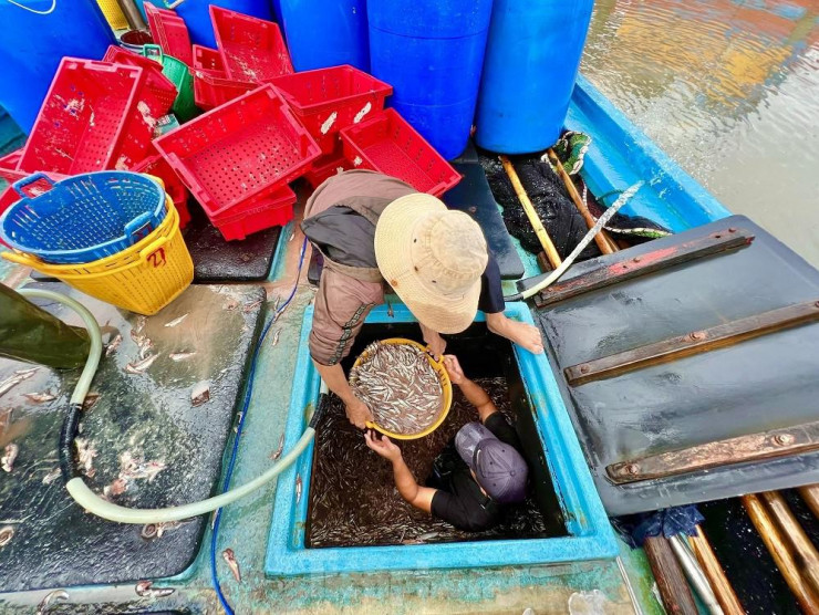 Một đêm ra khơi ngư dân Quảng Ngãi sắm được... 1 chỉ vàng - 8