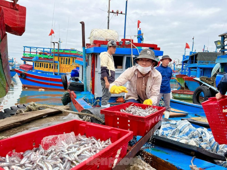 Một đêm ra khơi ngư dân Quảng Ngãi sắm được... 1 chỉ vàng - 12