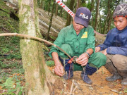 Tin tức trong ngày - Săn chuột “quý tộc” chuyên ăn sâm quý Ngọc Linh